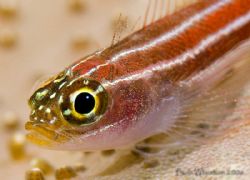 Triplefin UC&P - D200 Ikelite & 125's by Dr Bob Whorton 